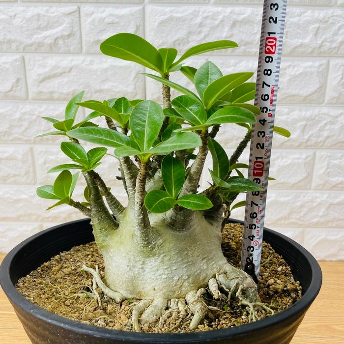 アデニウム アラビカム 9号鉢株 大型 砂漠のバラ 多肉植物 塊根植物 コーデックス 盆栽 観葉植物 アラビクム おしゃれ アデニウム 砂漠のバラ