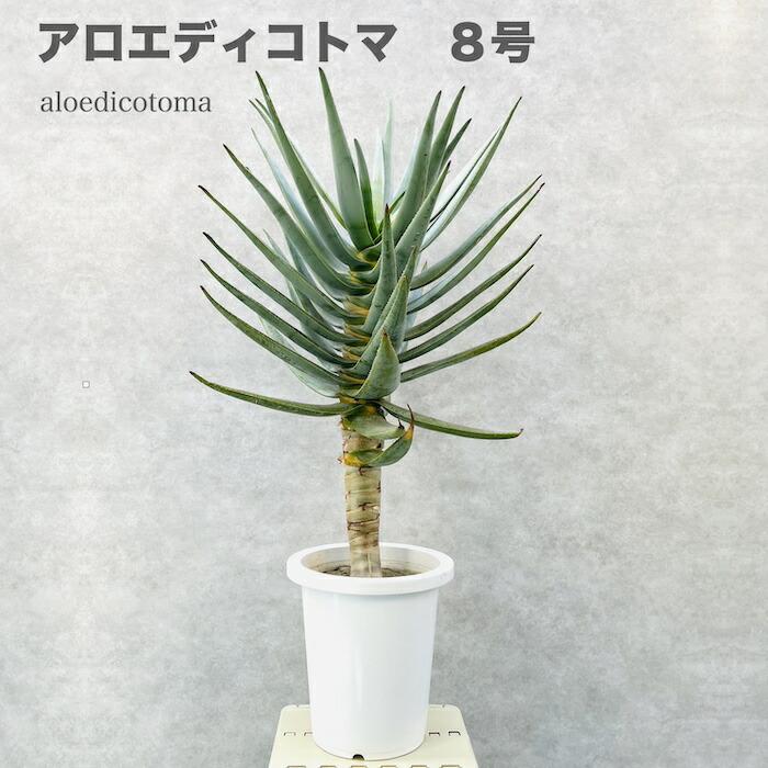 現品 観葉植物 アロエ ディコトマ 8号鉢 大型 多肉植物 大株 aloe