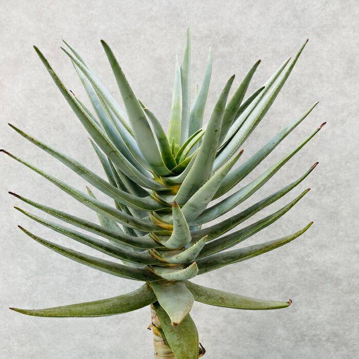 現品 観葉植物 アロエ ディコトマ 8号鉢 大型 多肉植物 大株 aloe