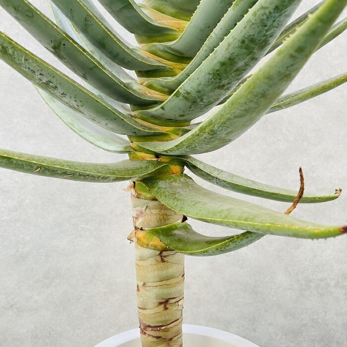現品 観葉植物 アロエ ディコトマ 8号鉢 大型 多肉植物 大株 aloe