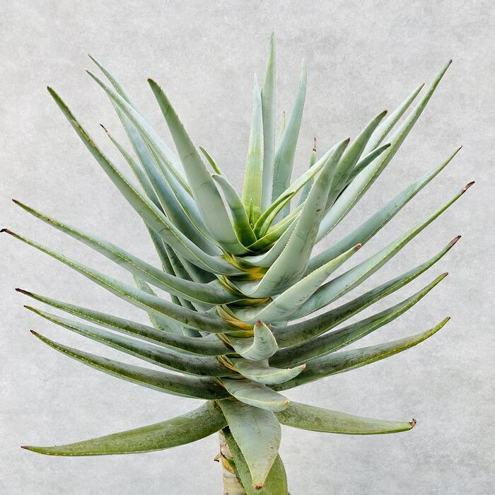 現品 観葉植物 アロエ ディコトマ 8号鉢 大型 多肉植物 大株 aloe
