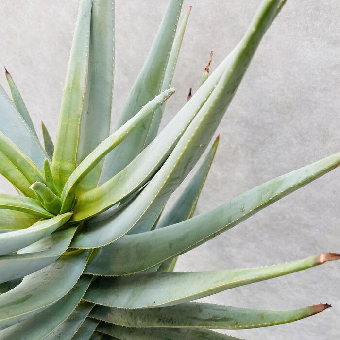 現品 観葉植物 アロエ ディコトマ 8号鉢 大型 多肉植物 大株 aloe