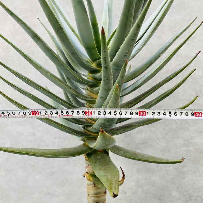 現品 観葉植物 アロエ ディコトマ 8号鉢 大型 多肉植物 大株 aloe
