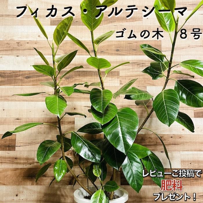 ［現品］13番　フィカス　アルテシマ　曲がり　8号　観葉植物　おしゃれ　ゴムの木 楽天市場】【店内全品2個同時購入10％OFFクーポン配布中】 観葉植物