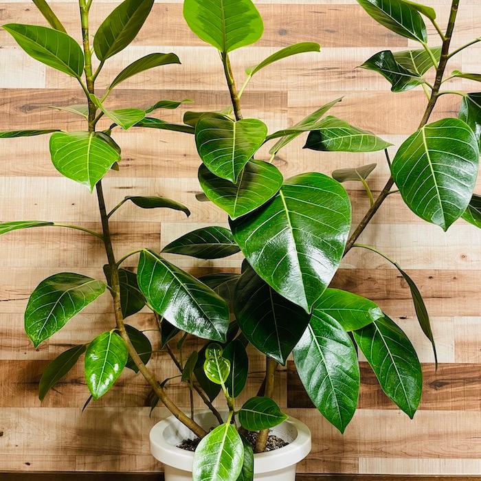 観葉植物 ゴムの木 フィカス・アルテシーマ アルテシマ 斑入り 8号鉢