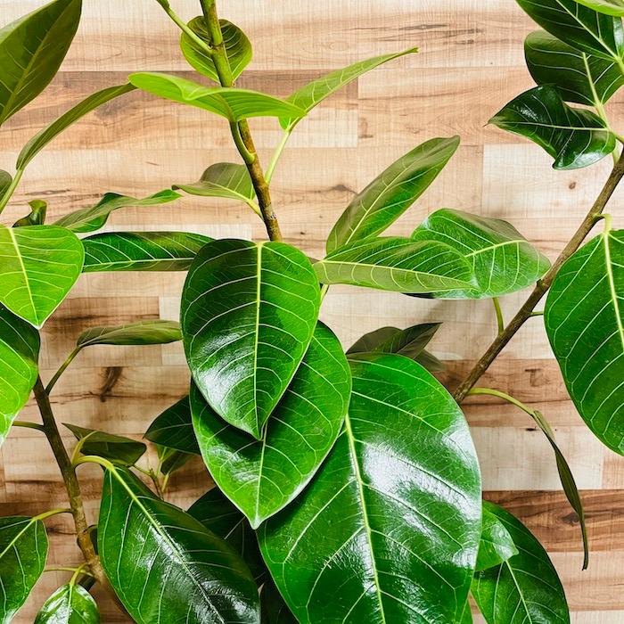 観葉植物 ゴムの木 フィカス・アルテシーマ アルテシマ 斑入り 8号鉢