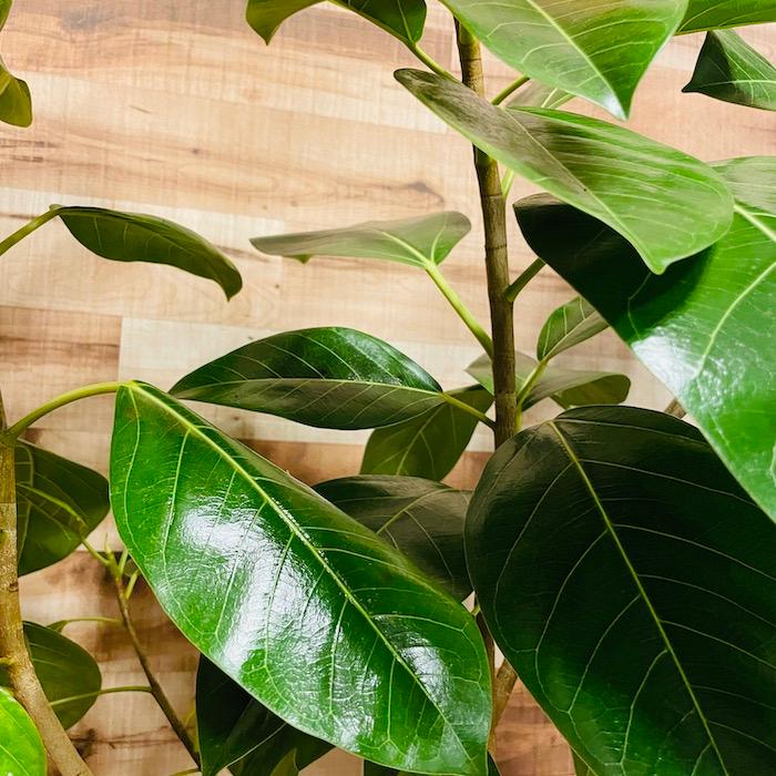 観葉植物 ゴムの木 フィカス・アルテシーマ アルテシマ 斑入り 8号鉢