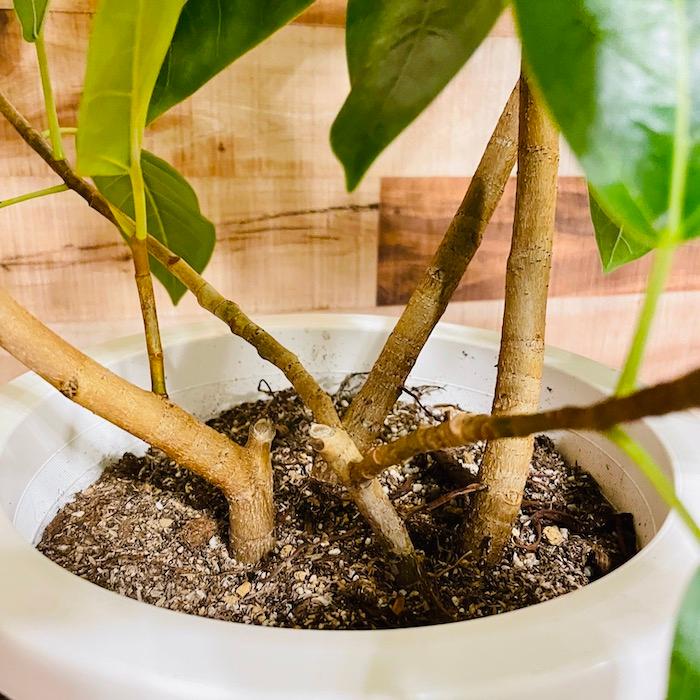 現品］3番 フィカス アルテシマ 8号 観葉植物 室内 大型 ゴムの木