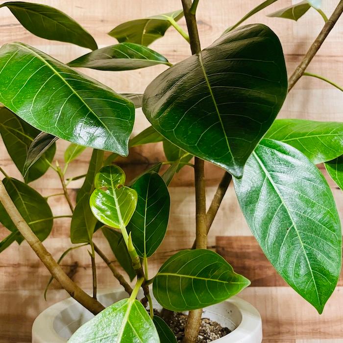観葉植物 ゴムの木 フィカス・アルテシーマ アルテシマ 斑入り 8号鉢