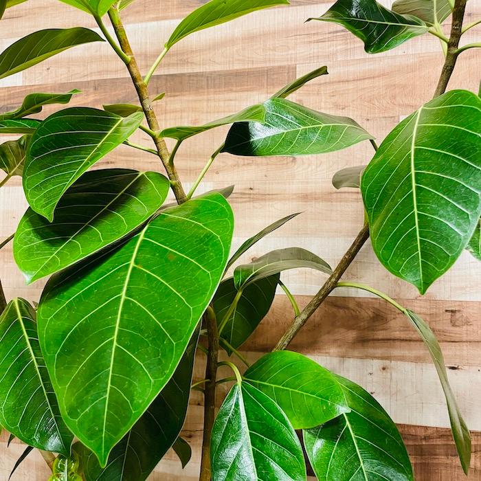 観葉植物 ゴムの木 フィカス・アルテシーマ アルテシマ 斑入り 8号鉢
