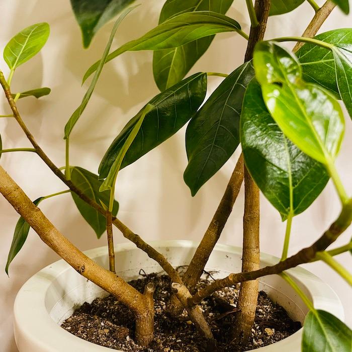 観葉植物 ゴムの木 フィカス・アルテシーマ アルテシマ 斑入り 8号鉢