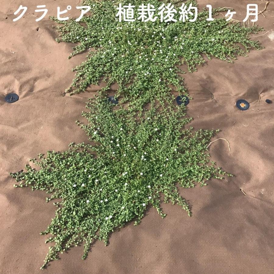 24平米分セット　バイオシート　クラピア植栽用1m×24m（24m2）　土に還るシート　グランドカバープランツ　K7　K5　防草シート　サブピン（100本）　クラピア　K3