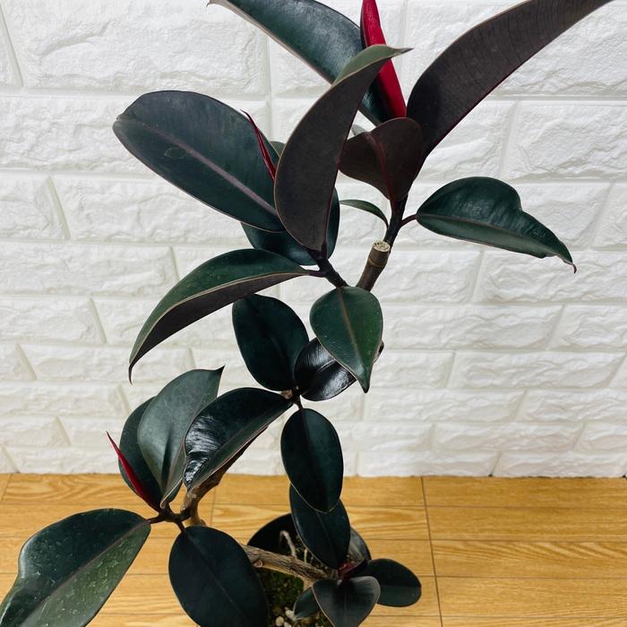 観葉植物 黒ゴムの木 フィカス・バーガンディ 5号鉢 75cm 曲がり樹形