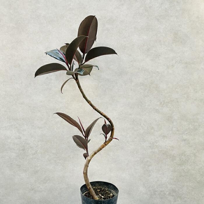 観葉植物 黒ゴムの木 フィカス・バーガンディ 5号鉢 75cm 曲がり樹形