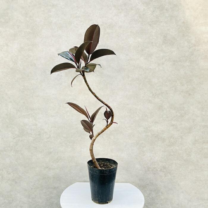 観葉植物 黒ゴムの木 フィカス・バーガンディ 5号鉢 75cm 曲がり樹形