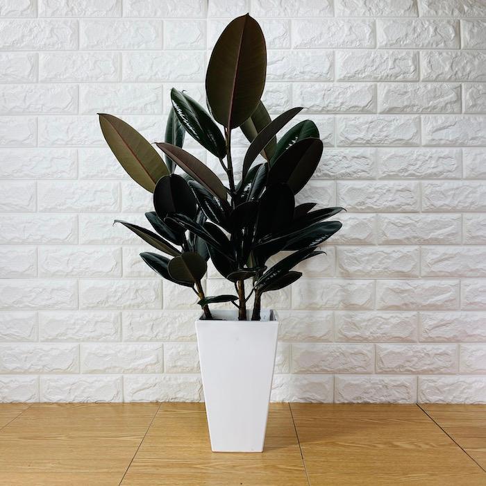 観葉植物 黒ゴムの木 フィカス・バーガンディ 6号鉢 苗木 鉢植え 希少