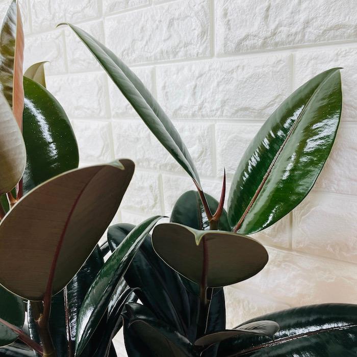 観葉植物 黒ゴムの木 フィカス・バーガンディ 6号鉢 苗木 鉢植え 希少