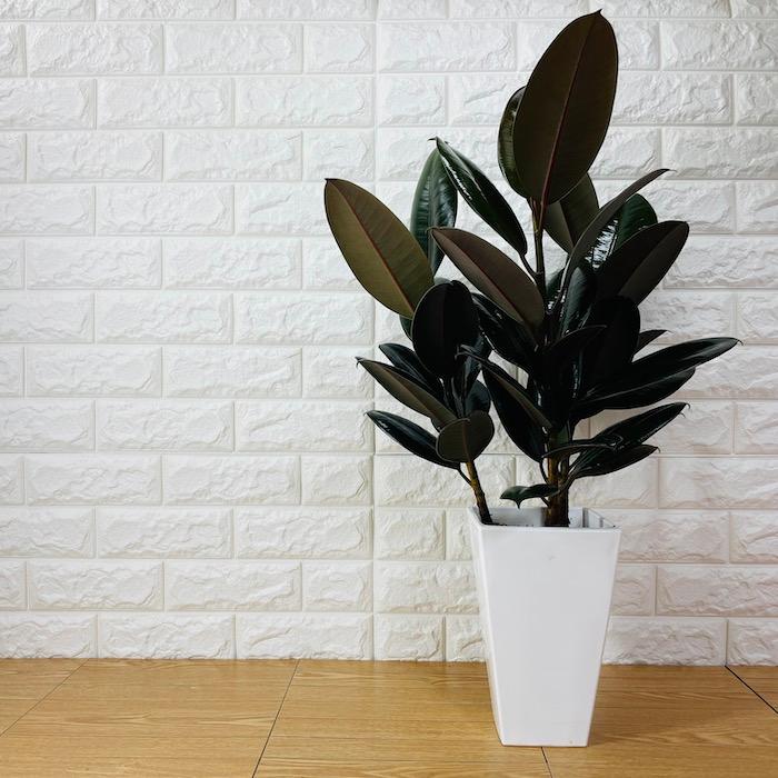 観葉植物 黒ゴムの木 フィカス・バーガンディ 6号鉢 苗木 鉢植え 希少