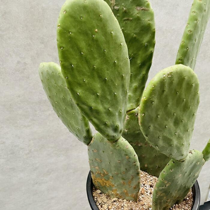 観葉植物 ウチワサボテン オプンチア 8号鉢株 大型 多肉植物