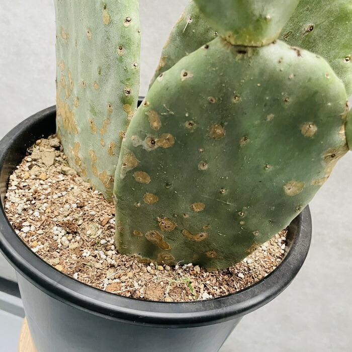 ウチワサボテン オプンチア 観葉植物 観葉植物 ウチワサボテン オプンチア 8号鉢株 大型 多肉植物
