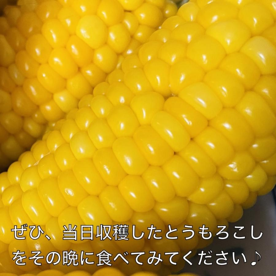 7月上旬発送 朝採れ とうもろこし 10kg 極甘品種おおもの 24本前後（10.5kg以上) 2Lから3Lサイズ トウモロコシ |  | 04