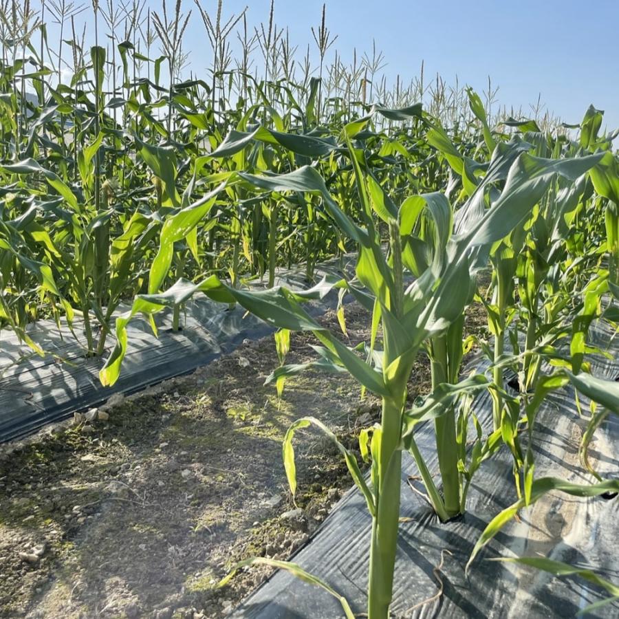 7月上旬発送 朝採れ とうもろこし 10kg 極甘品種おおもの 24本前後（10.5kg以上) 2Lから3Lサイズ トウモロコシ |  | 06