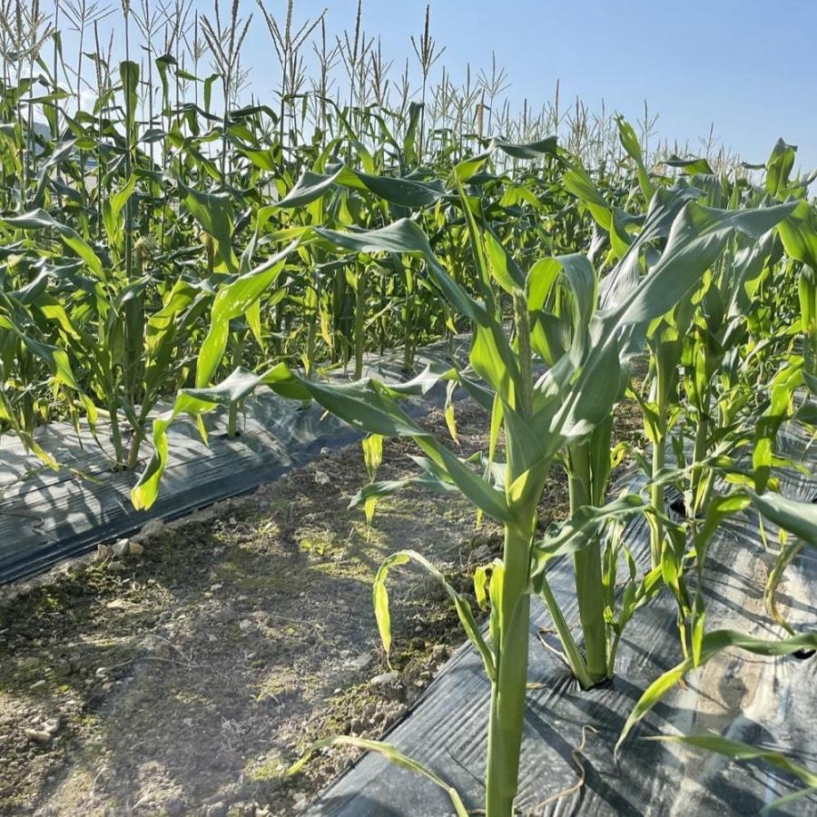 7月上旬発送 朝採れ とうもろこし 20kg 極甘品種おおもの 48本前後（20.5kg以上) 2Lから3Lサイズ トウモロコシ 