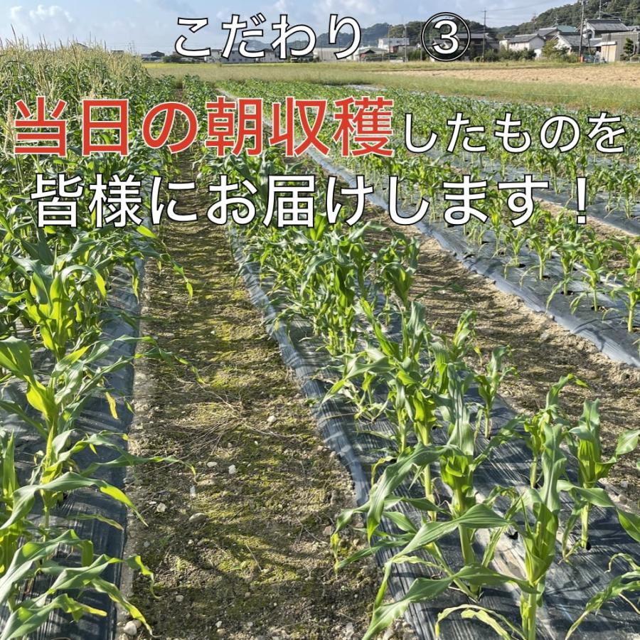 7月上旬発送 朝採れ とうもろこし 3kg 極甘品種おおもの 7本から9本（3.5kg以上) 2Lから3Lサイズ トウモロコシ |  | 03