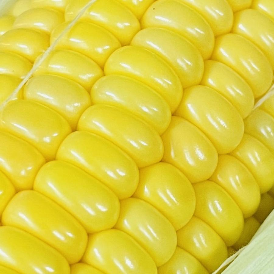 7月上旬発送 朝採れ とうもろこし 5kg 極甘品種おおもの 12本前後（5.5kg以上) 2Lから3Lサイズ トウモロコシ |  | 08