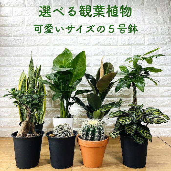 観葉植物 選べる可愛いサイズの５号鉢 パキラ ロブスター ゴムの木 オーガスタ サンスベリア ガジュマル サボテン 金鯱 銀毛玉 カラテア・マコヤナ | 