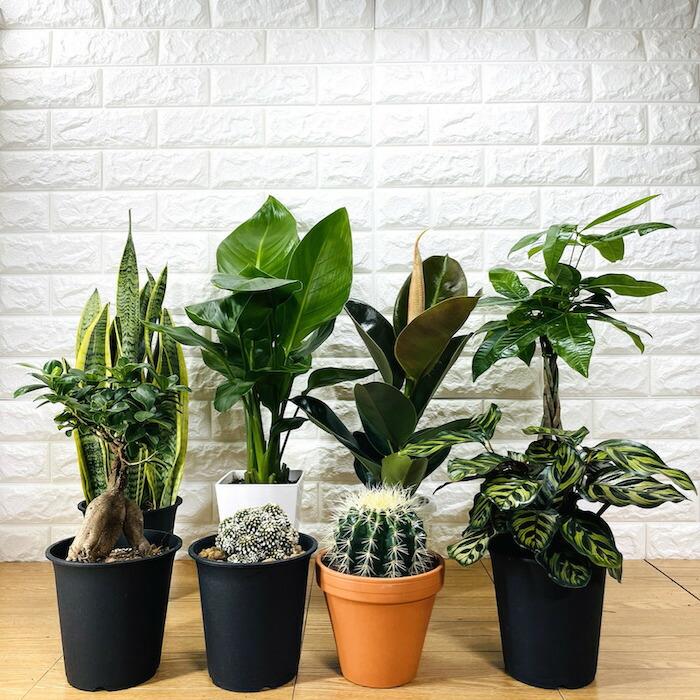 観葉植物 選べる可愛いサイズの５号鉢 パキラ ロブスター ゴムの木 オーガスタ サンスベリア ガジュマル サボテン 金鯱 銀毛玉 カラテア・マコヤナ |  | 10