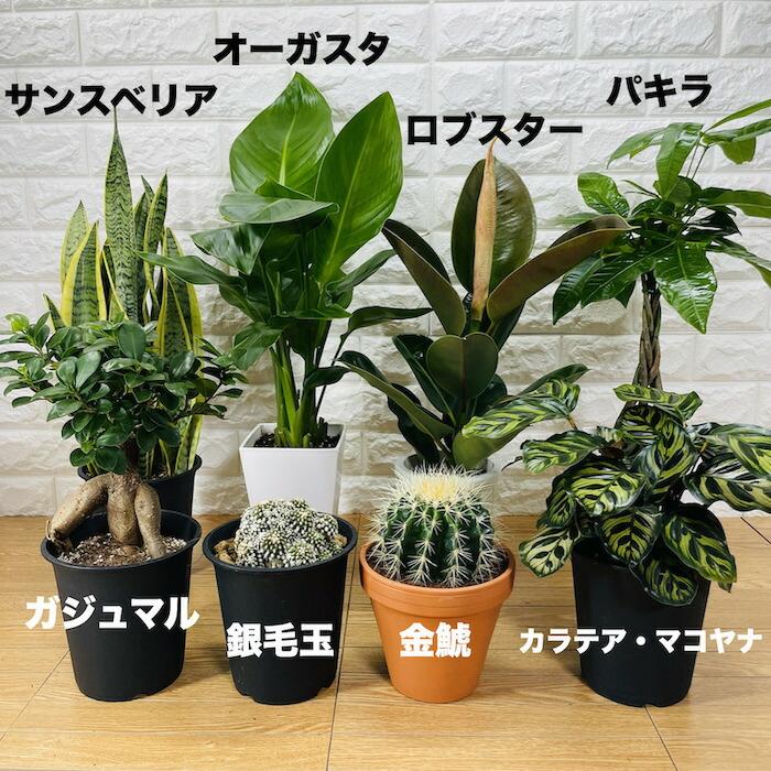 観葉植物 選べる可愛いサイズの５号鉢 パキラ ロブスター ゴムの木 オーガスタ サンスベリア ガジュマル サボテン 金鯱 銀毛玉 カラテア・マコヤナ |  | 01