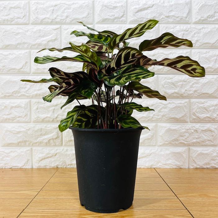 観葉植物 選べる可愛いサイズの５号鉢 パキラ ロブスター ゴムの木 オーガスタ サンスベリア ガジュマル サボテン 金鯱 銀毛玉 カラテア・マコヤナ |  | 02