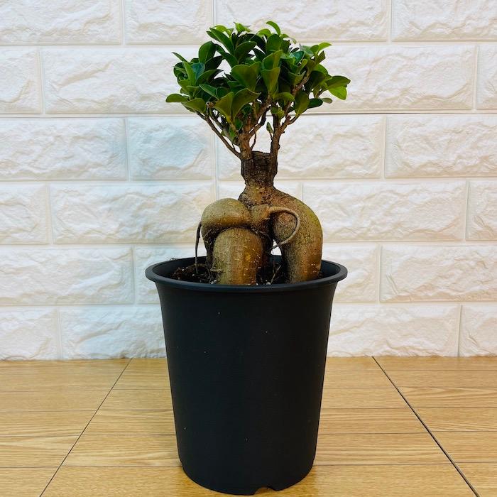 観葉植物 選べる可愛いサイズの５号鉢 パキラ ロブスター ゴムの木 オーガスタ サンスベリア ガジュマル サボテン 金鯱 銀毛玉 カラテア・マコヤナ |  | 03