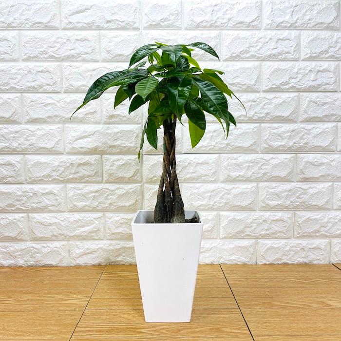 観葉植物 選べる可愛いサイズの５号鉢 パキラ ロブスター ゴムの木 オーガスタ サンスベリア ガジュマル サボテン 金鯱 銀毛玉 カラテア・マコヤナ |  | 06