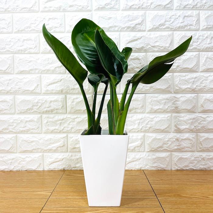 観葉植物 選べる可愛いサイズの５号鉢 パキラ ロブスター ゴムの木 オーガスタ サンスベリア ガジュマル サボテン 金鯱 銀毛玉 カラテア・マコヤナ |  | 08