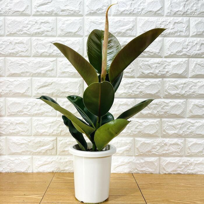 観葉植物 選べる可愛いサイズの５号鉢 パキラ ロブスター ゴムの木 オーガスタ サンスベリア ガジュマル サボテン 金鯱 銀毛玉 カラテア・マコヤナ |  | 09