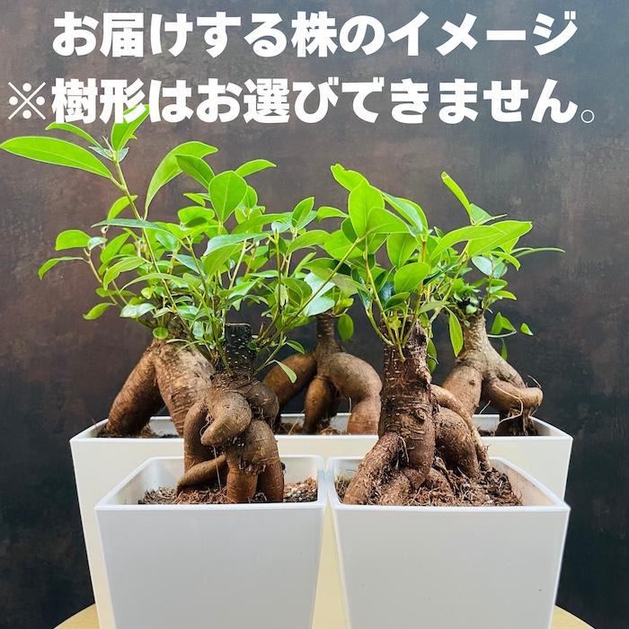 ガジュマル 観葉植物 4号鉢苗 盆栽 小さいミニサイズ 敬老の日