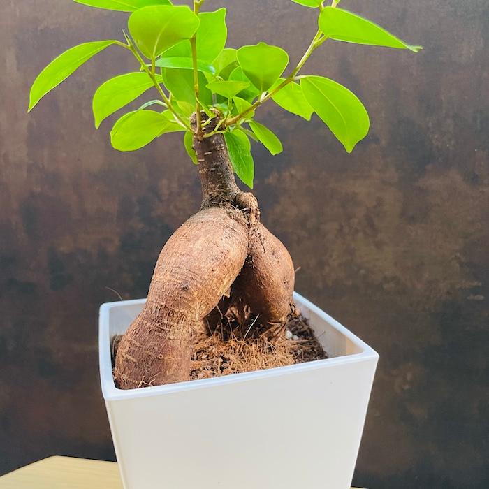 小葉ガジュマル4 ガジュマル 観葉植物 4号鉢苗 盆栽 小さいミニサイズ 敬老の日