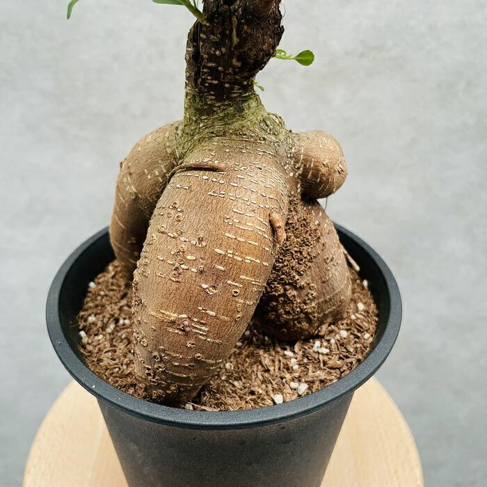 ガジュマル 観葉植物 5号鉢苗 盆栽 小さいミニサイズ 敬老の日