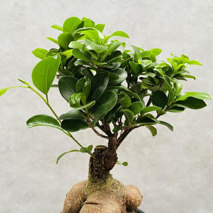 ガジュマル 観葉植物 5号鉢苗 盆栽 小さいミニサイズ 敬老の日