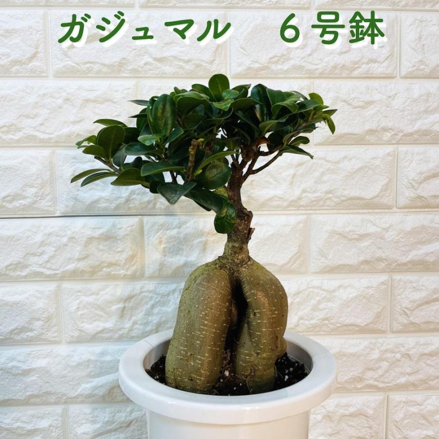 ガジュマル 観葉植物 6号鉢苗 盆栽 敬老の日 ガジュマルの木 インテリア 開店祝い おしゃれなプレゼントギフト 贈り物｜prosit