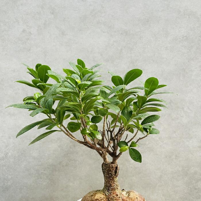 ガジュマル 観葉植物 6号鉢苗 盆栽 敬老の日 ガジュマルの木