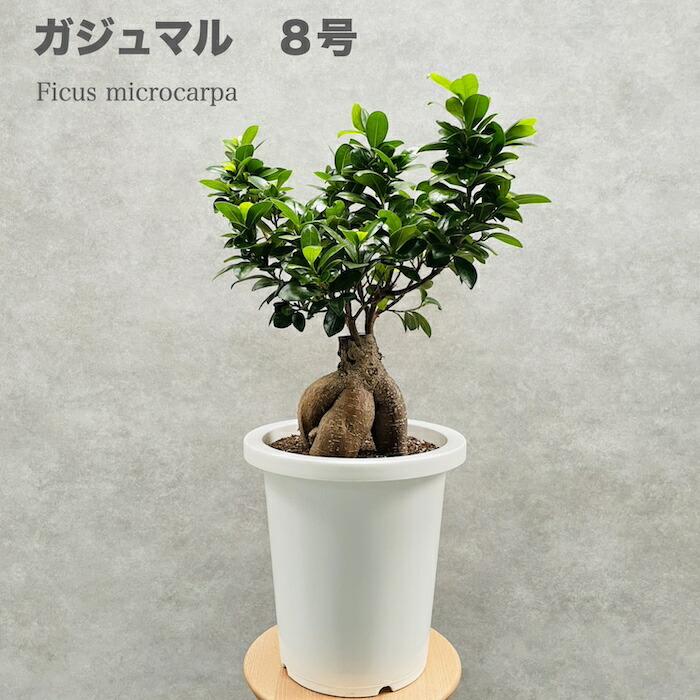 ガジュマル 観葉植物 8号鉢苗 盆栽 大型種類 ガジュマルの木 多幸の木