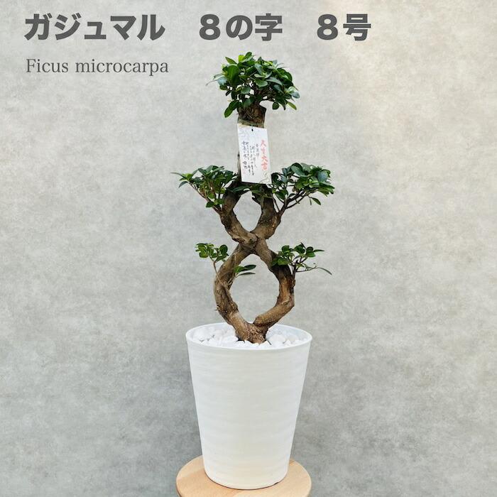 ガジュマル 観葉植物 八の字 8号鉢苗 受け皿付き 大型種類 盆栽