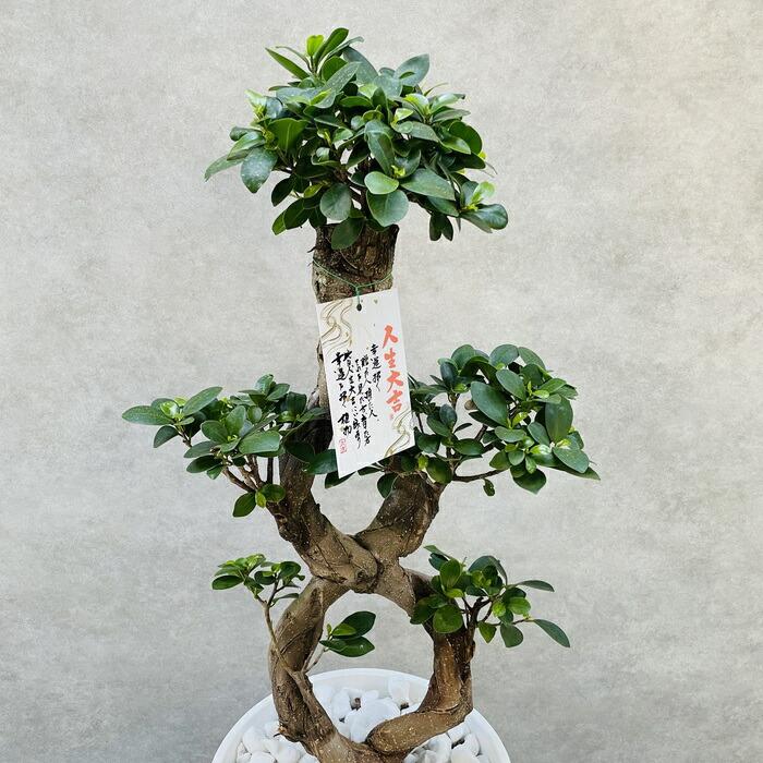 ガジュマル　8の字　受け皿付き　高さ100cm以上(現物のみ) ガジュマル 8の字 受け皿付き 高さ100cm以上(現物のみ