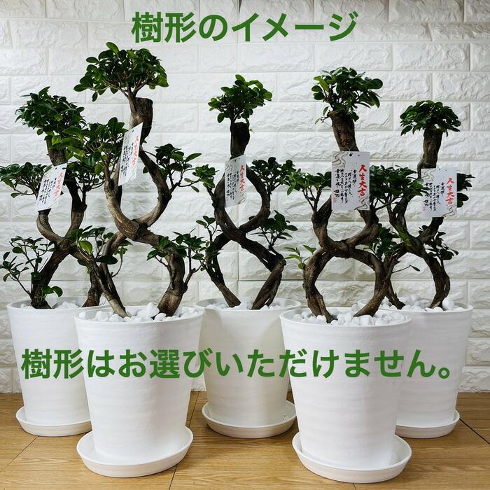 年度末特価！ガジュマル　苗　苗木　観葉植物　8の字　曲がり　8号 ガジュマル 観葉植物 八の字 8号鉢苗 大型 盆栽 末広がりの8の字 室内