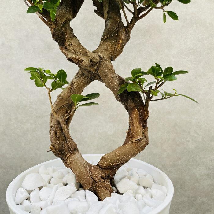 ガジュマル 観葉植物 八の字 8号鉢苗 受け皿付き 大型種類 盆栽