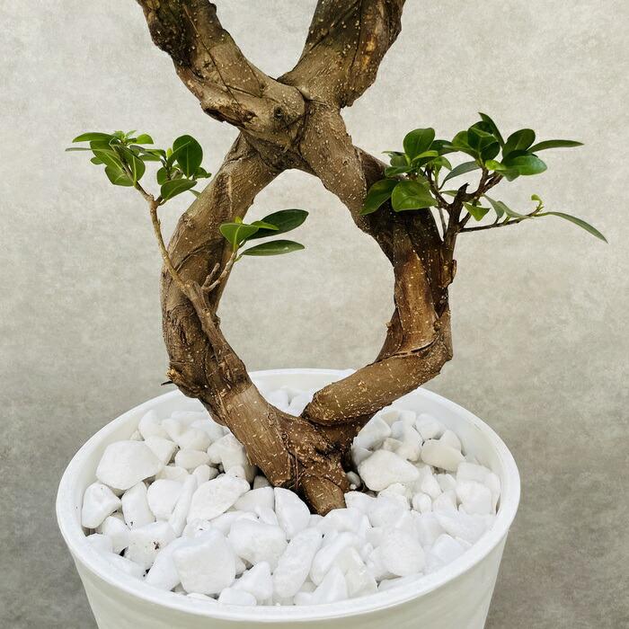 ガジュマル 観葉植物 八の字 8号鉢苗 受け皿付き 大型種類 盆栽