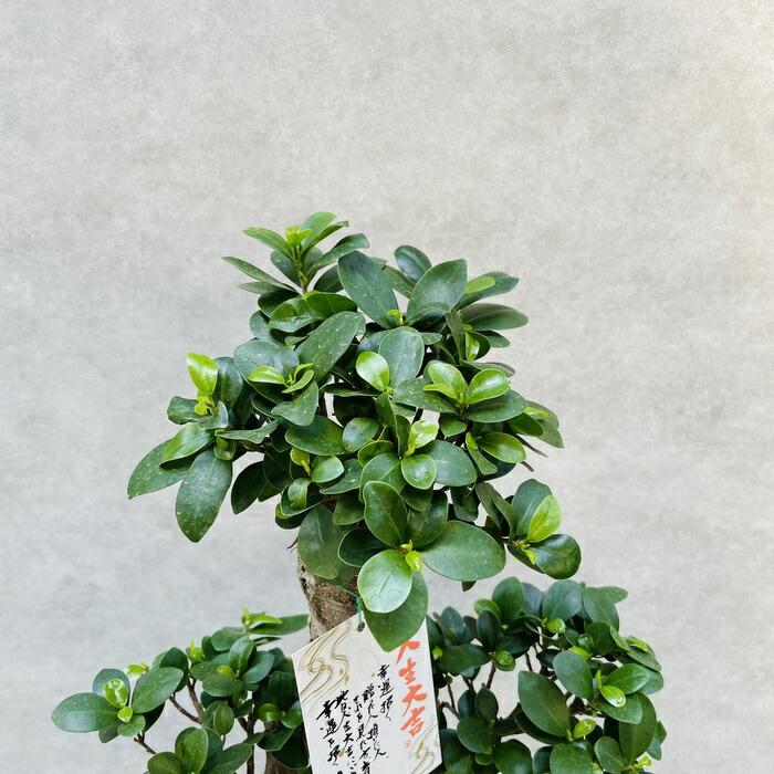 ガジュマル 観葉植物 八の字 8号鉢苗 受け皿付き 大型種類 盆栽
